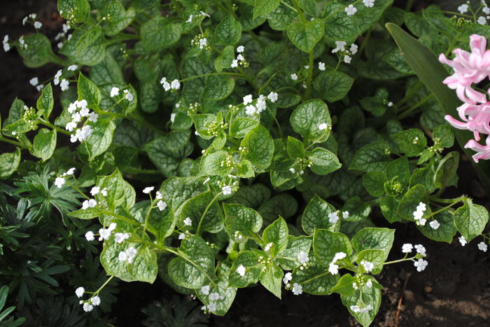 Brunnera mr morse