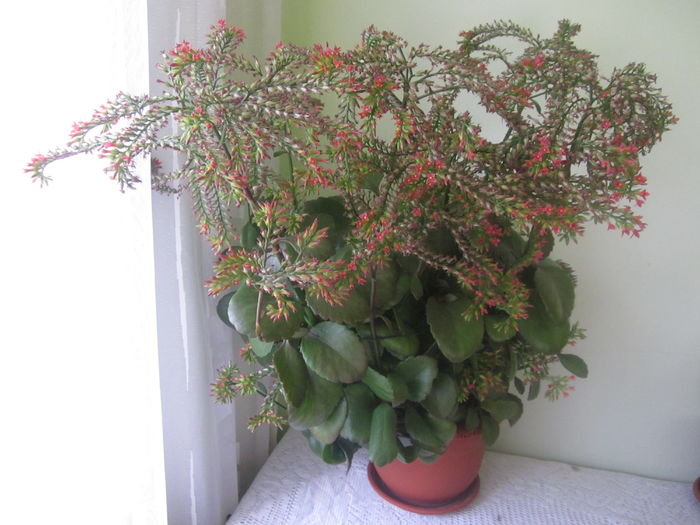 Rosie - Kalanchoe