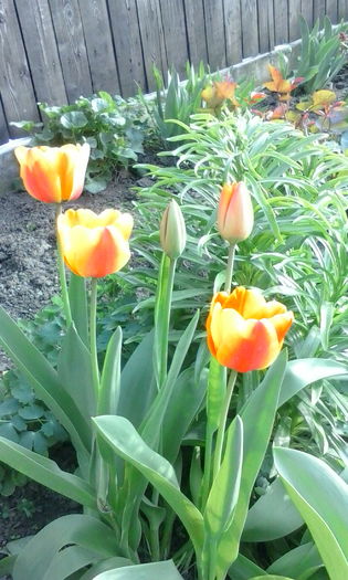 IMG_20160406_183140 - diverse flori 2016