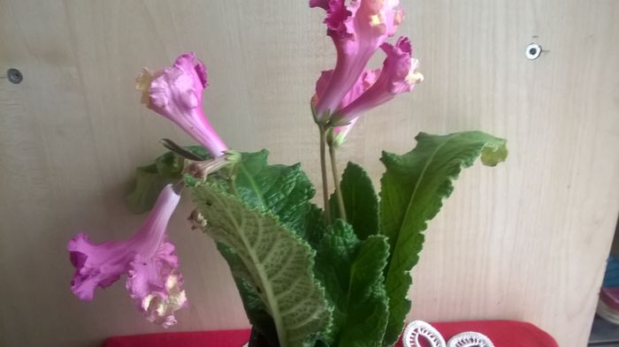 WP_20160406_17_09_41_Pro