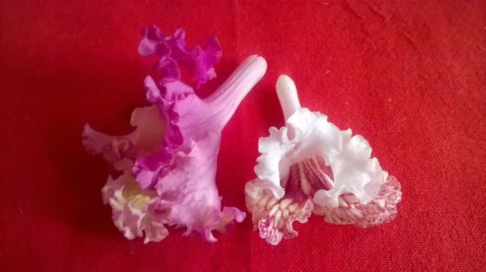 WP_20160406_17_18_46_Pro - Streptocarpusi 2016