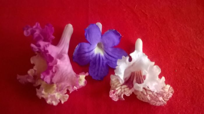 WP_20160406_17_31_37_Pro - Streptocarpusi 2016