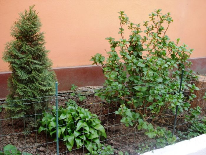 stropi de culoare (1)