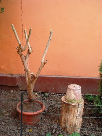 stropi de culoare (2)