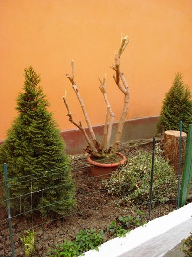 stropi de culoare (3)