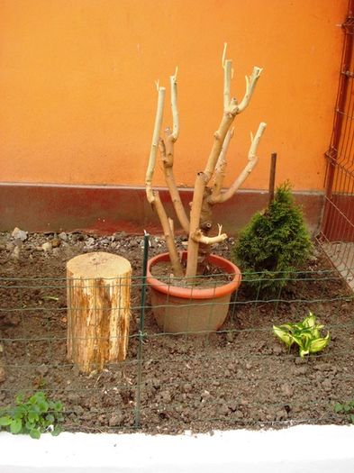 stropi de culoare (5)