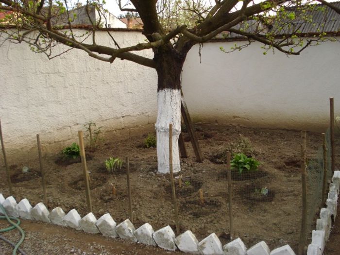 stropi de culoare (6)