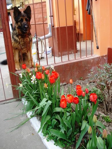 stropi de culoare (8)