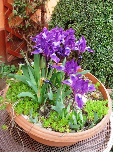 stropi de culoare (9)