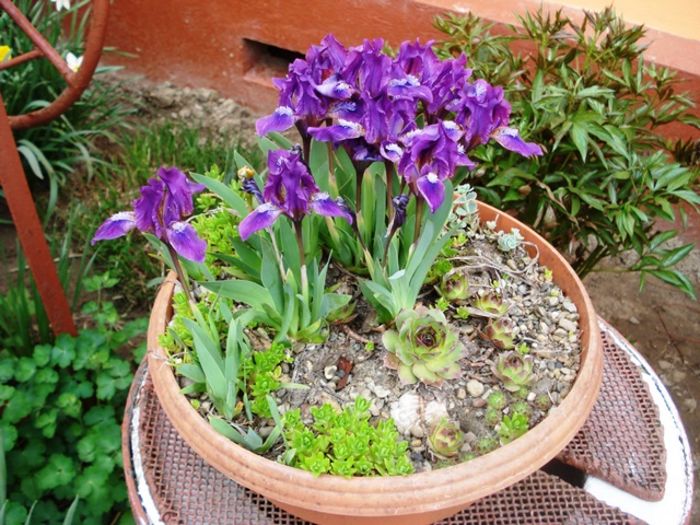 stropi de culoare (10)