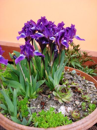 stropi de culoare (11)