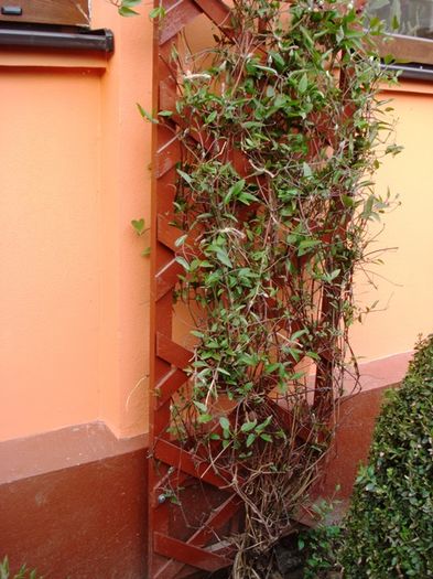 stropi de culoare (12)