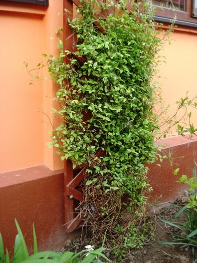 stropi de culoare (13)