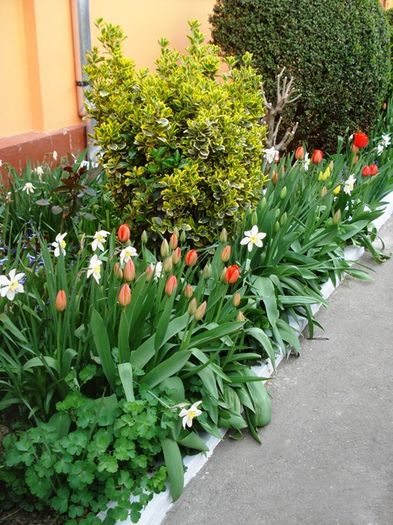 stropi de culoare (14)