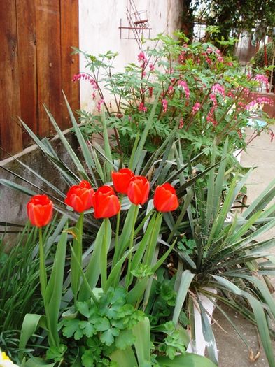 stropi de culoare (15)