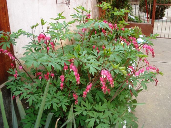 stropi de culoare (16)