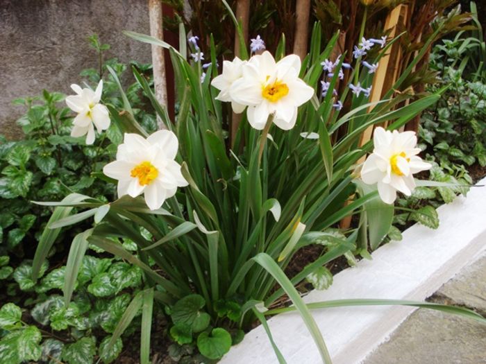 stropi de culoare (20)