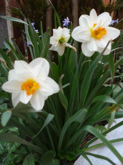 stropi de culoare (21) - b 2016 - in exterior