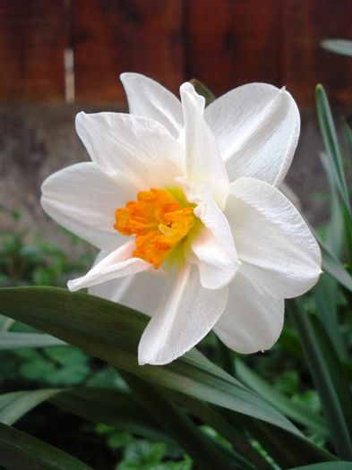 stropi de culoare (22)