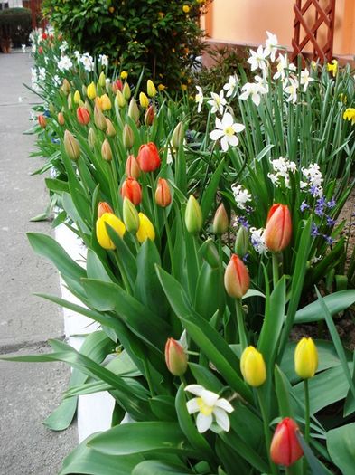 stropi de culoare (23)