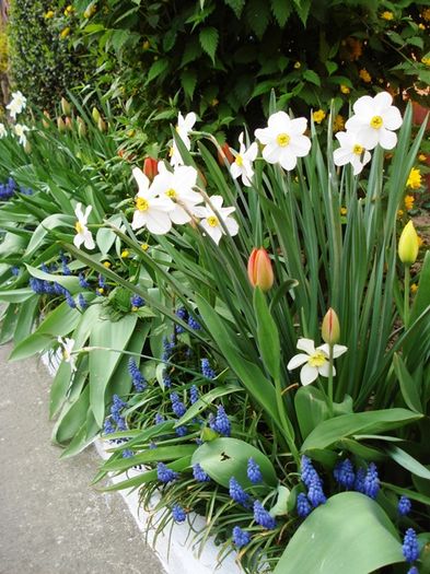 stropi de culoare (24)