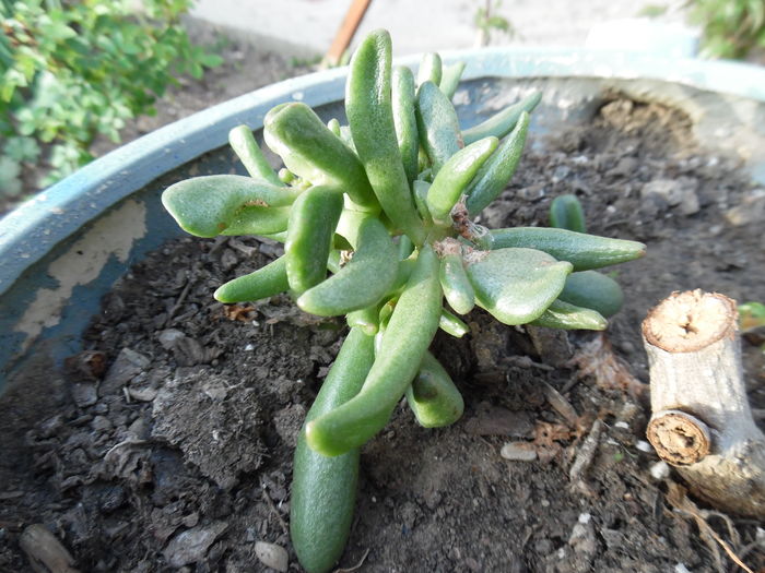 crassula gollum - Plante necunoscute