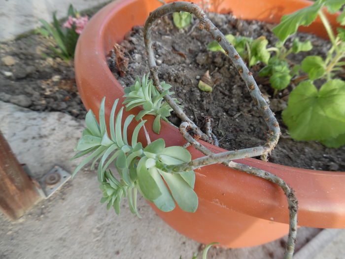 Sedum palmerii - Plante necunoscute