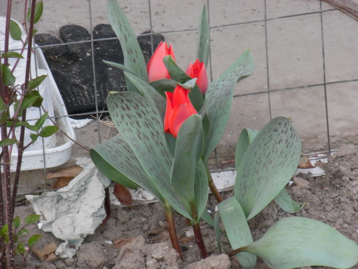 010