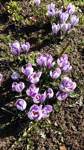 20160306_104725 - 2Crocusi 2016