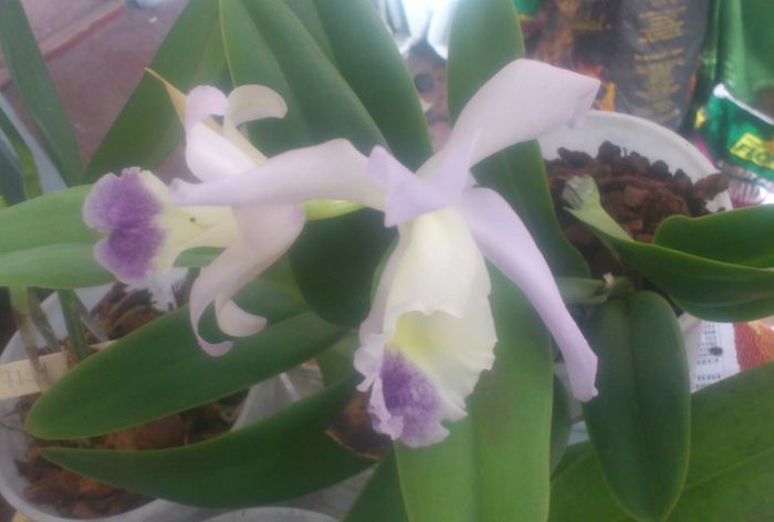 5april2016 - Cattleya