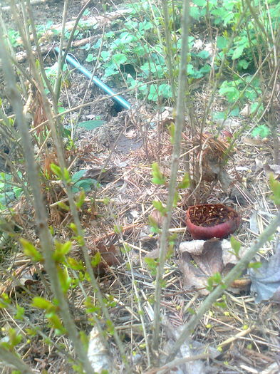Rodier , a iernat fara protectie. - Gradina mea