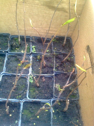 Asimina Triloba,6.04.2016