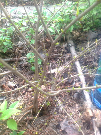 Rodier,a trecut iarna neprotejat - Gradina mea