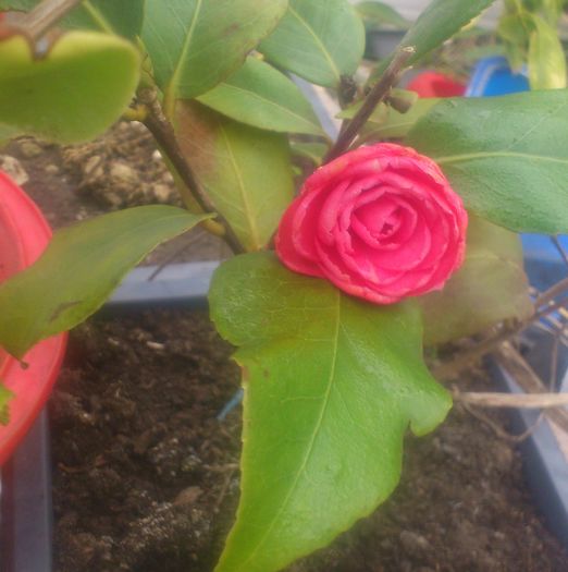 camelia3apr2016