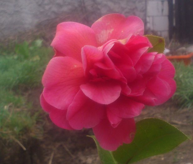 camellia1apr2016 - Camellia