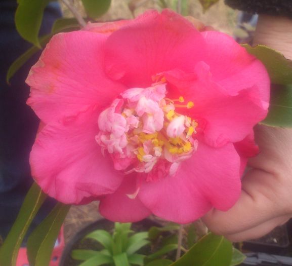 camellia2apr2016 - Camellia