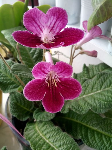 IMG_20160325_123639 - Streptocarpus 2016