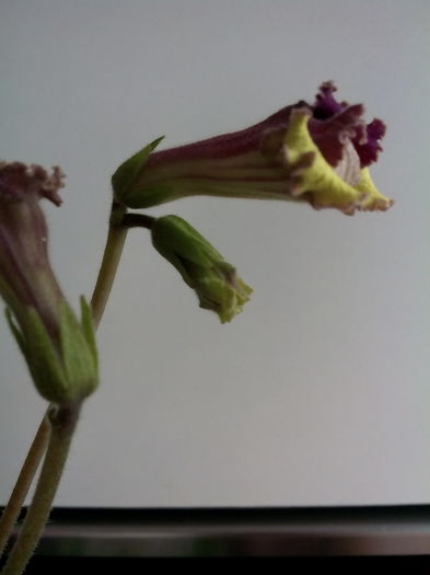 IMG_20160325_123812 - Streptocarpus 2016