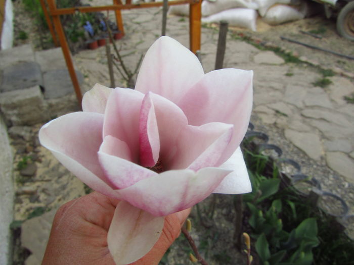 6 april 2016 - Magnolia Soulangeana