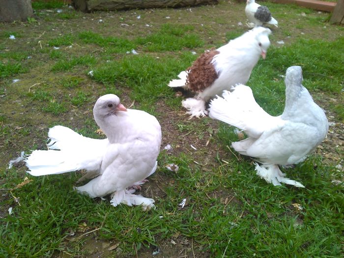 Pereche tineret 2016