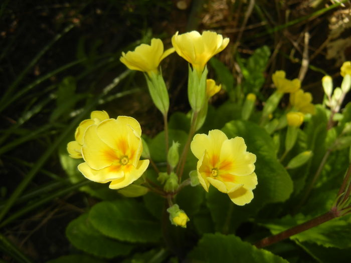 Primula polyanthus Yellow (2016, Mar.30)
