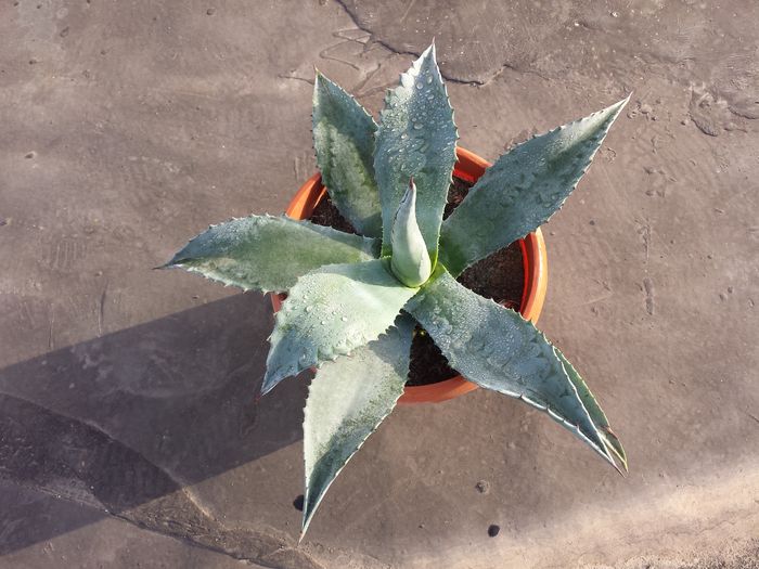 Agave Colorata blue