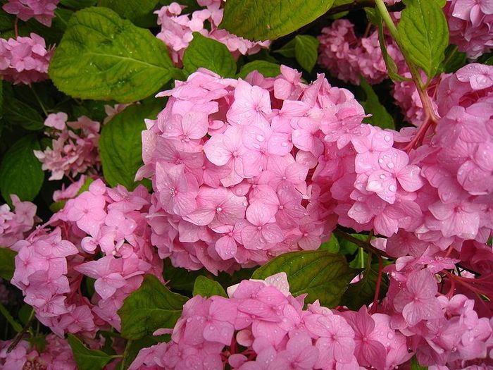 HYDRANGEA sybilla(masja) 30 - HORTENSII