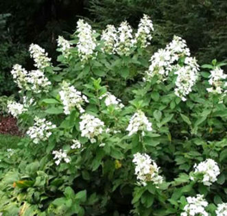 paniculata tardiva 35 - HORTENSII