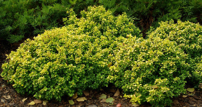 Berberis-thunbergii-Tiny-Gold  25