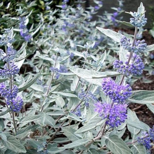 caryopteris sterling silver 20