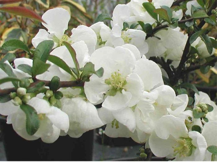 chaenomeles_superba_jet_trail_20