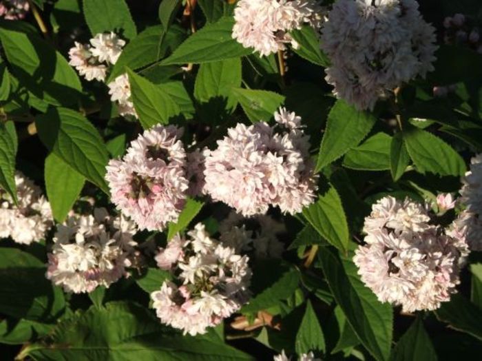 deutzia Rosea Plena 20 - ARBUSTI DE VANZARE  1