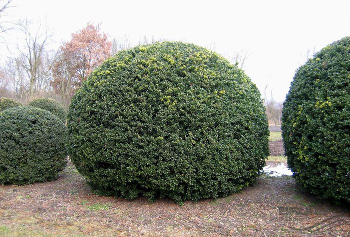 ilex crenata convexa 20