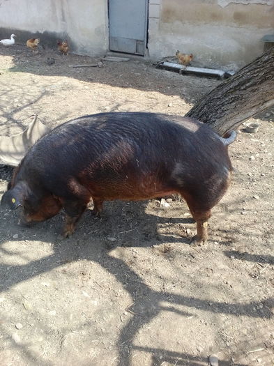 IMG_20160404_125644 - Scroafa duroc american gestanta